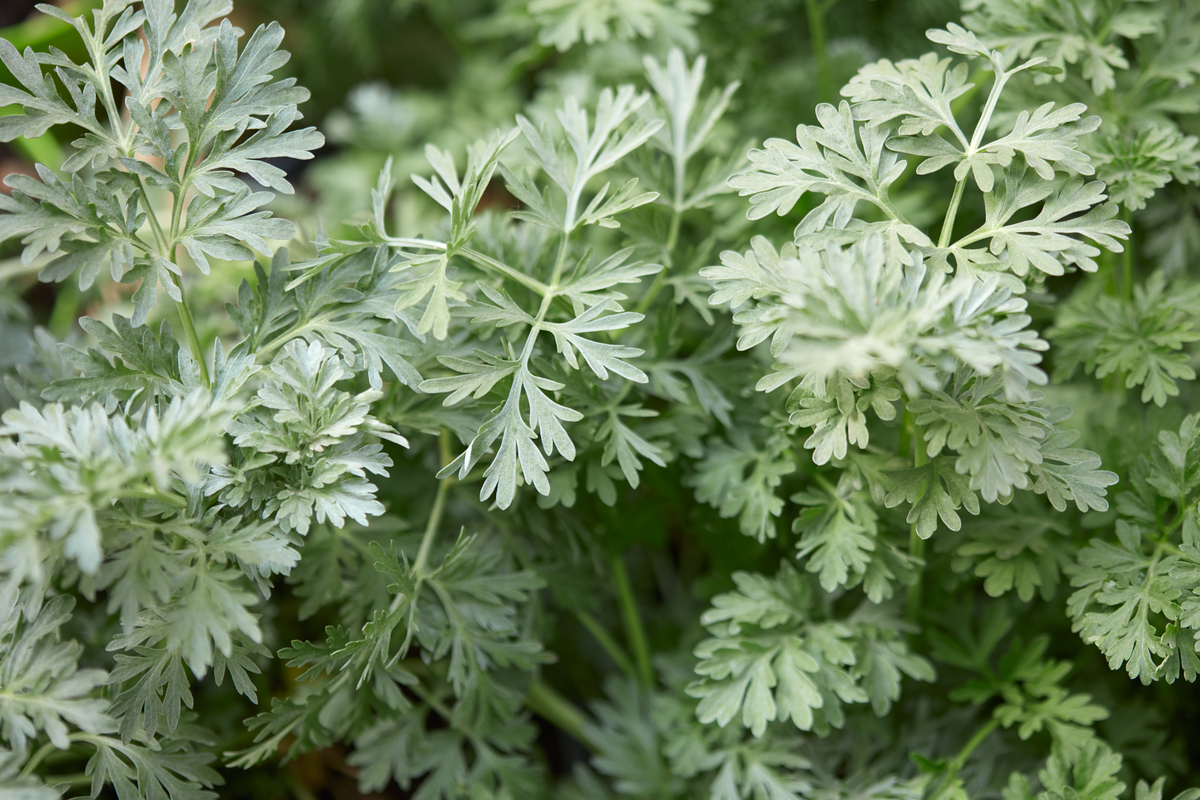 Wormwood plant leaves, Artemisia absinthium background, natural